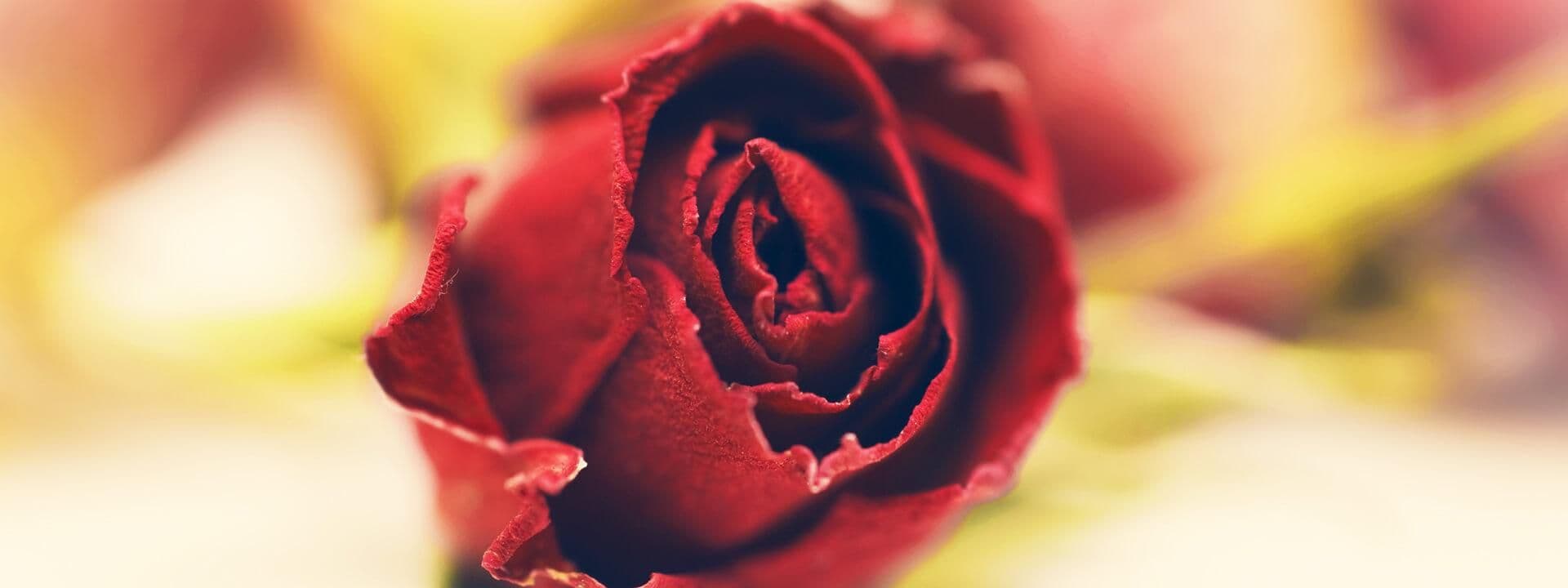 rose-1.jpg